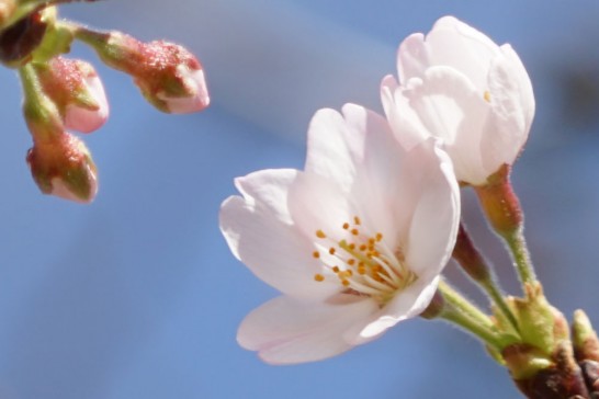 丸山公園　田川市　桜の開花